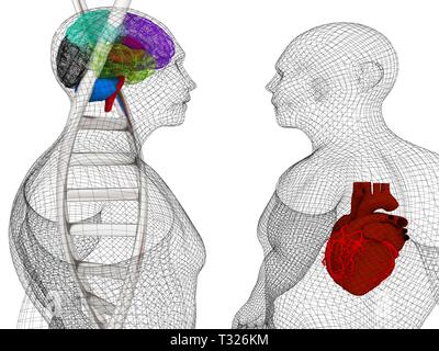 Formation médicale en 3D avec des brins d'ADN et le corps humain modèle avec cœur et cerveau dans x-ray. 3D render Banque D'Images