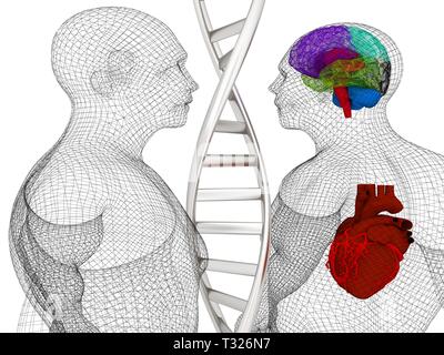 Formation médicale en 3D avec des brins d'ADN et le corps humain modèle avec cœur et cerveau dans x-ray. 3D render Banque D'Images