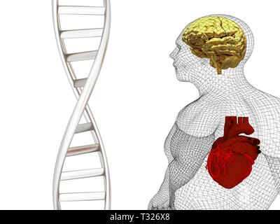 Formation médicale en 3D avec des brins d'ADN et le corps humain modèle avec cœur et cerveau dans x-ray. 3D render Banque D'Images