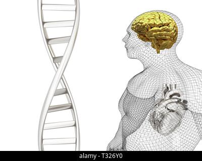 Formation médicale en 3D avec des brins d'ADN et le corps humain modèle avec cœur et cerveau dans x-ray. 3D render Banque D'Images