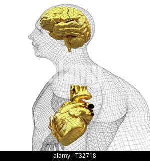 Corps humain fil modèle avec cœur et cerveau dans x-ray. 3D render Banque D'Images