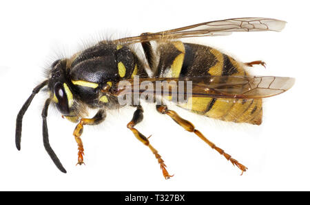 Vespula Vulgaris, la Guêpe commune, vue latérale Banque D'Images