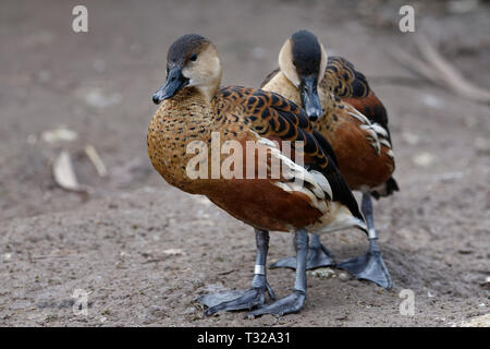 Sifflement d'errance-canard - Dendrocygna arcuata d'Australie Banque D'Images