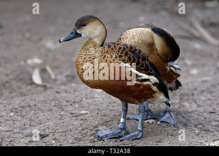 Sifflement d'errance-canard - Dendrocygna arcuata d'Australie Banque D'Images