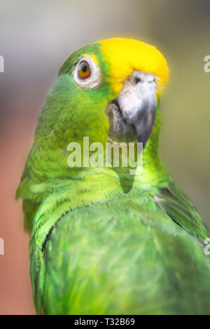 Close up of Yellow couronné amazon parrot . Banque D'Images