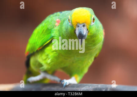 Close up of Yellow couronné amazon parrot . Banque D'Images