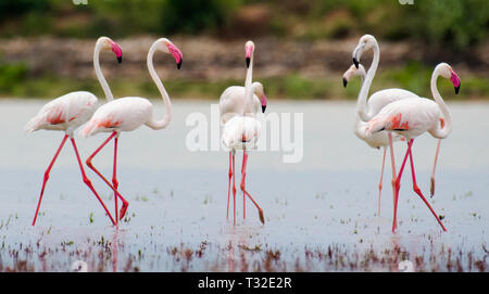 Le flamant rose (Phoenicopterus roseus) est la plus répandue et la plus grande espèce de la famille Flamingo. Banque D'Images