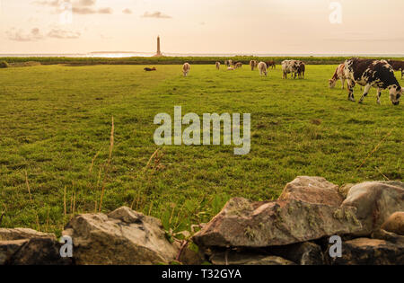 Paysage du Cap de la Hague avec des vaches dans un pré et phare de Goury sur l'arrière-plan. Normandie, France Banque D'Images