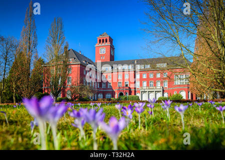 Les crocus en fleurs avant l'hôtel de ville en village de montagne, Hambourg, Allemagne, Europe, Blühende Krokusse vor dem Rathaus à Bergedorf, Deutschland, E Banque D'Images