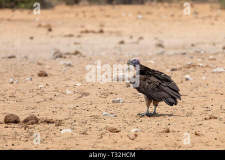 Coprin micacé (Torgos tracheliotos). La Namibie. Banque D'Images