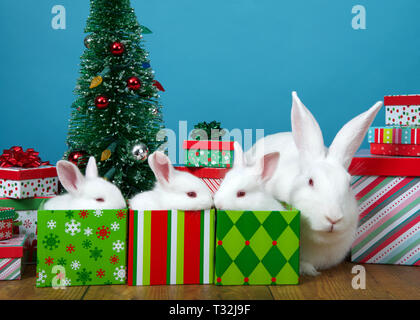 Mère de lapin albinos et des bébés dans des boîtes cadeau de Noël entouré de plus présente et un petit arbre avec des ornements, des lumières de fête. Banque D'Images