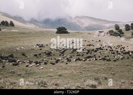 Vue en gros moutons dans les montagnes du parc national de scènes Dombai, du Caucase, de la Russie, de l'Europe. Paysage d'été, soleil météo, ciel bleu et spectaculaire Banque D'Images