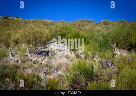 La chèvre de montagne au printemps dans la Sierra de Gredos Avila  Espagne Banque D'Images