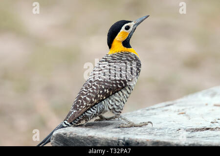 Campo Pic flamboyant (Colaptes campestris) dans le Pantanal au Brésil Banque D'Images