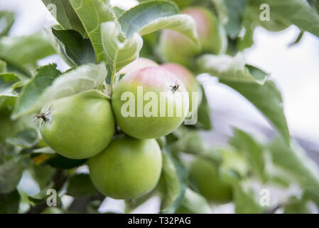 La pomme verte sur un arbre juste avant la maturation avec une petite tache rouge Banque D'Images