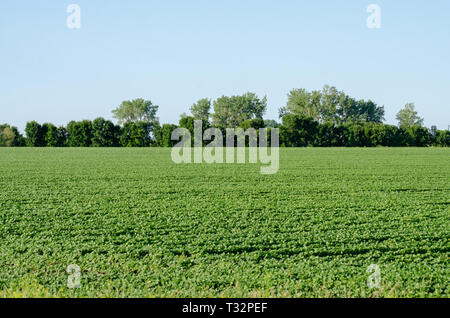 Green champ agricole au Manitoba Banque D'Images