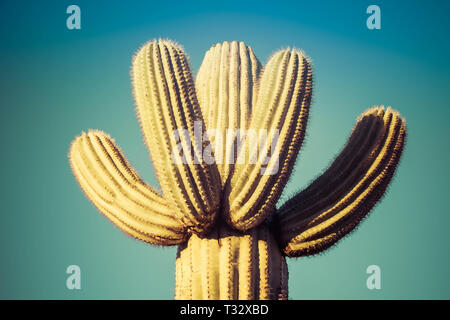 Un gros plan du haut d'un cactus Saguaro avec de multiples branches de la même longueur contre un arrière-plan vide. Banque D'Images