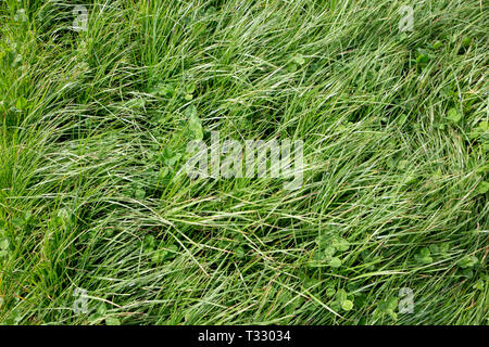 Ray-grass anglais et trèfle blanc à feuilles larges cultivées par les agriculteurs pour le pâturage, foin et alimentation stock en Nouvelle Zélande Banque D'Images