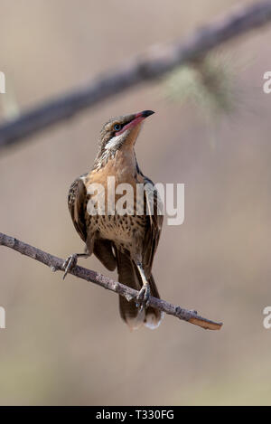 À JOUES épineuses mangeur de miel, Arkaroola Plus, SA, Australie. Banque D'Images