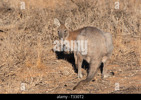 Dans le Wallaroo commun gammes Gammon, Australie du Sud, Australie Banque D'Images