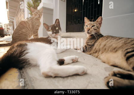 Groupe de chats errants se détendre sur le Trottoir de la rue au coucher du soleil Banque D'Images