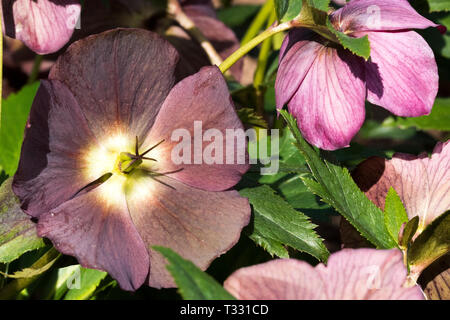 Lenten rose qui fleurit en plein air aux beaux jours de printemps Banque D'Images