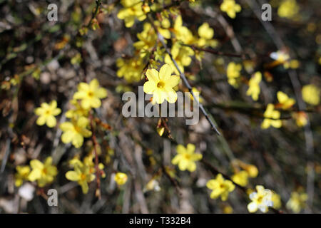 Un peu jaune des fleurs d'un Bush en Suisse. De belles fleurs aux couleurs vives avec une belle forme. Photographié au cours d'une journée de printemps ensoleillée. Banque D'Images