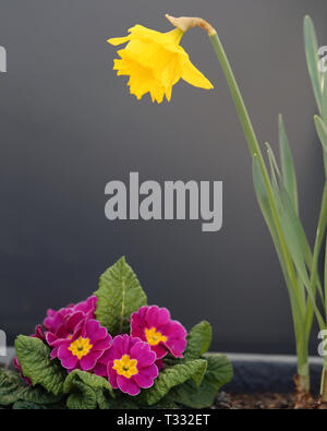 Belle jonquille jaune vif et petites fleurs roses dans un pot de fleurs gris sur fond gris. Beau thème de Pâques fleurs, parfaitement coloré. Banque D'Images