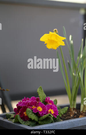 Belle jonquille jaune vif et petites fleurs roses dans un pot de fleurs gris sur fond gris. Beau thème de Pâques fleurs, parfaitement coloré. Banque D'Images