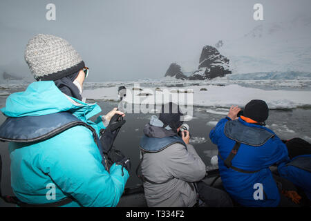 Les touristes d'un navire de croisière antarctique croisière en zodiac, Gerrard Bay, Lemaire Channel, la péninsule Antarctique avec les phoques crabiers sur la glace de mer. Banque D'Images