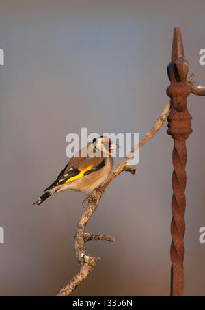 Chardonneret, Carduelis carduelis, seul adulte perché. Prises de janvier. Rainham Marshes, Essex, Royaume-Uni. Banque D'Images