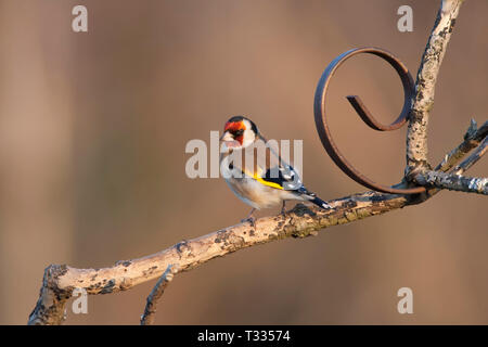 Chardonneret, Carduelis carduelis, seul adulte perché. Prises de janvier. Rainham Marshes, Essex, Royaume-Uni. Banque D'Images