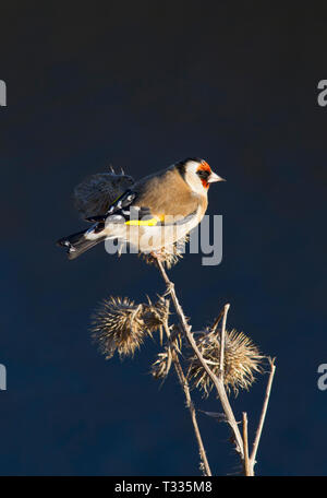 Chardonneret, Carduelis carduelis, seul adulte perché sur les chardons. Prises de décembre. Titchwell, Norfolk, Royaume-Uni. Banque D'Images