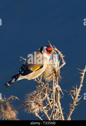 Chardonneret, Carduelis carduelis, seul adulte perché sur les chardons. Prises de décembre. Titchwell, Norfolk, Royaume-Uni. Banque D'Images