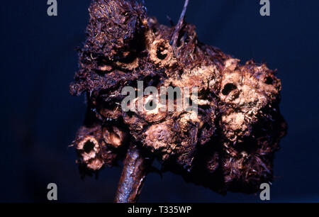 GALL ROSE CHAMBERS (DIPLOLEPSIS ROSAE) Banque D'Images