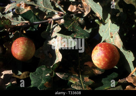 APPLE CHÊNE GALL (BIORRHIZA PALLIDA) SUR OAK Banque D'Images