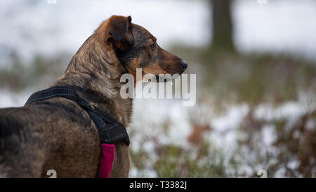 Portrait d'un croisement chien dans une forêt d'hiver Banque D'Images