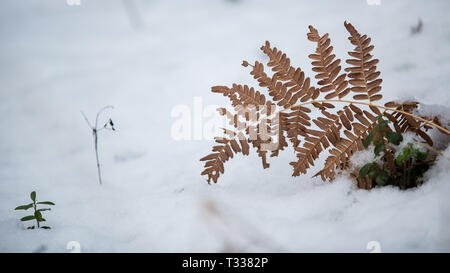 Fougère à sec dans la neige Banque D'Images