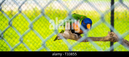 Le perroquet coloré emprisonné dans une cage Banque D'Images