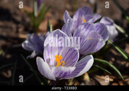 Close-up crocus en fleurs dans un pré sur une journée de printemps ensoleillée. Banque D'Images