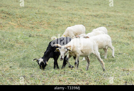 Troupeau de moutons sur les pâturages prairie Banque D'Images