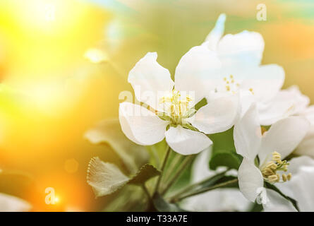 Fleur de printemps des fleurs, peut être utilisé asbackground Banque D'Images
