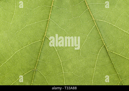 Vert feuille macro haute detaled ou texture background Banque D'Images