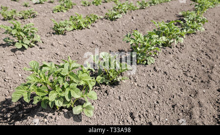 Champ de pommes de terre avec des pousses vertes dans une rangée, sous la lumière ensoleillée Banque D'Images