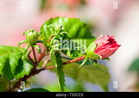 Hibiscus Flower Bud Banque D'Images