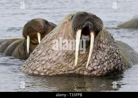 Morse de l'Atlantique (Odobenus rosmarus), Spitzberg, l'océan Arctique, en Norvège Banque D'Images