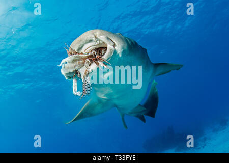 Requin nourrice se nourrissant de poisson-papillon, Ginglymostoma cirratum, Banco Chinchorro, mer des Caraïbes, Mexique Banque D'Images