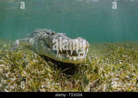 Crocodile, Crocodylus acutus, Banco Chinchorro, mer des Caraïbes, Mexique Banque D'Images