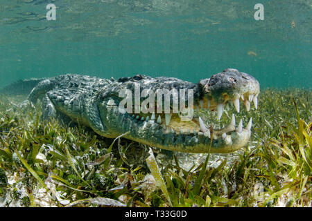 Crocodile, Crocodylus acutus, Banco Chinchorro, mer des Caraïbes, Mexique Banque D'Images