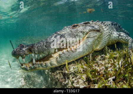 Crocodile, Crocodylus acutus, Banco Chinchorro, mer des Caraïbes, Mexique Banque D'Images